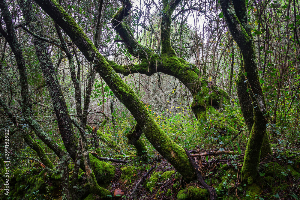 Beautiful tree covered with green moss in the trails of the village of Beselgas, Serra de Aire, Portugal