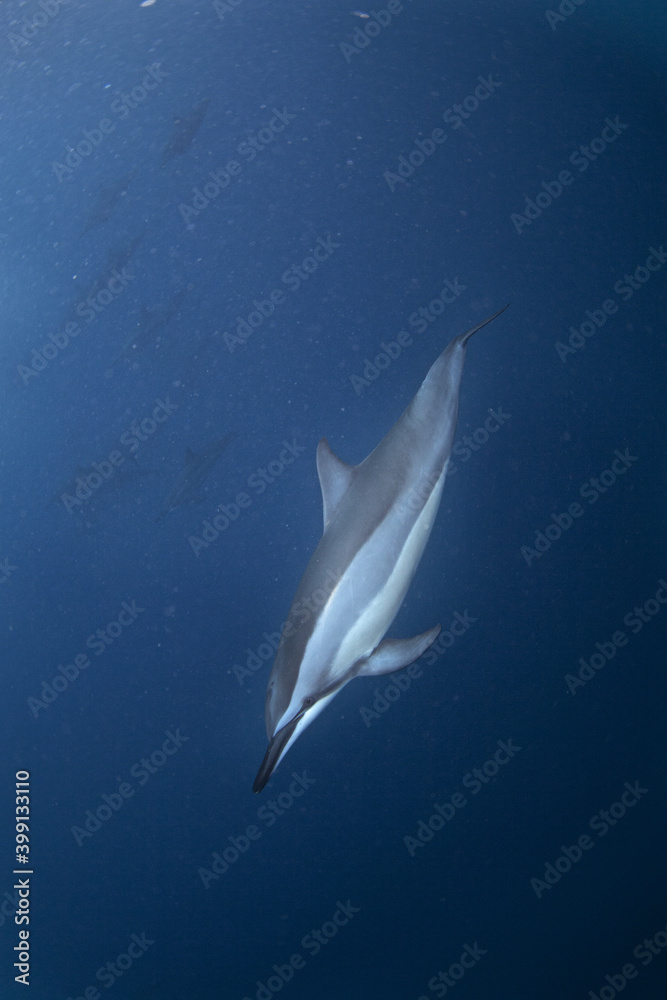 Naklejka premium Spinner dolphin swimming below the surface. Fast check with dolphins. Encounter during snorkeling. 