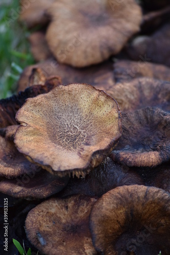 Brown mushrooms.