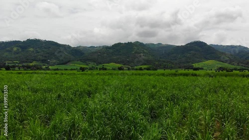 A low altitude drone footage of vast sugarcane fields from the Philippines (Bais, Negros Oriental, Central Visayas).
 photo