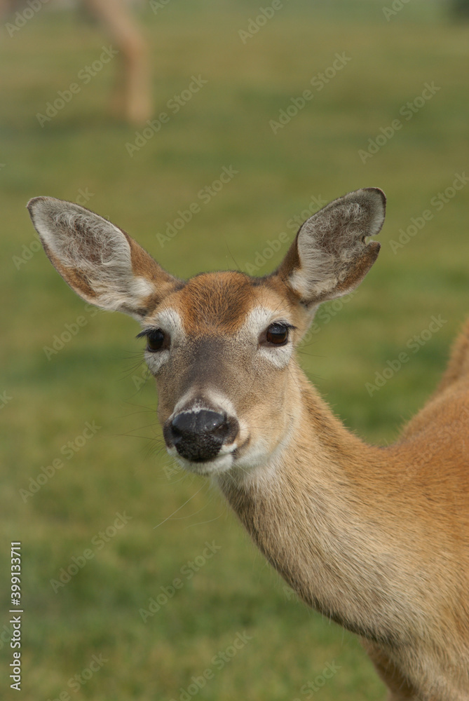 Deer Doe Tan Fawn Wildlife Digital Photography