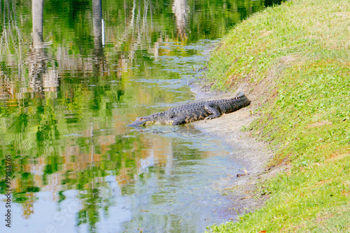 Alligator is taking sun bath