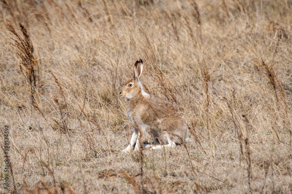 White-tailed jackrabbit on the prairie White-tailed jackrabbit on the prairie