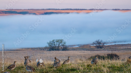 Valokuva Sharptail grouse on the lek on a foggy morning