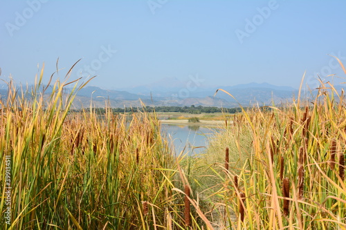 Fototapeta Naklejka Na Ścianę i Meble -  Tall vibrant yellow green reeds open to a lake and a beautiful view of the Colorado Rockies on a hazy late summer day.