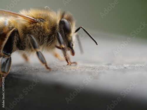 close up photo of a honey bee © underocean