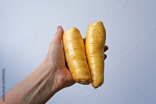 Arracacha or baroa potato on hand in a bright background photo
