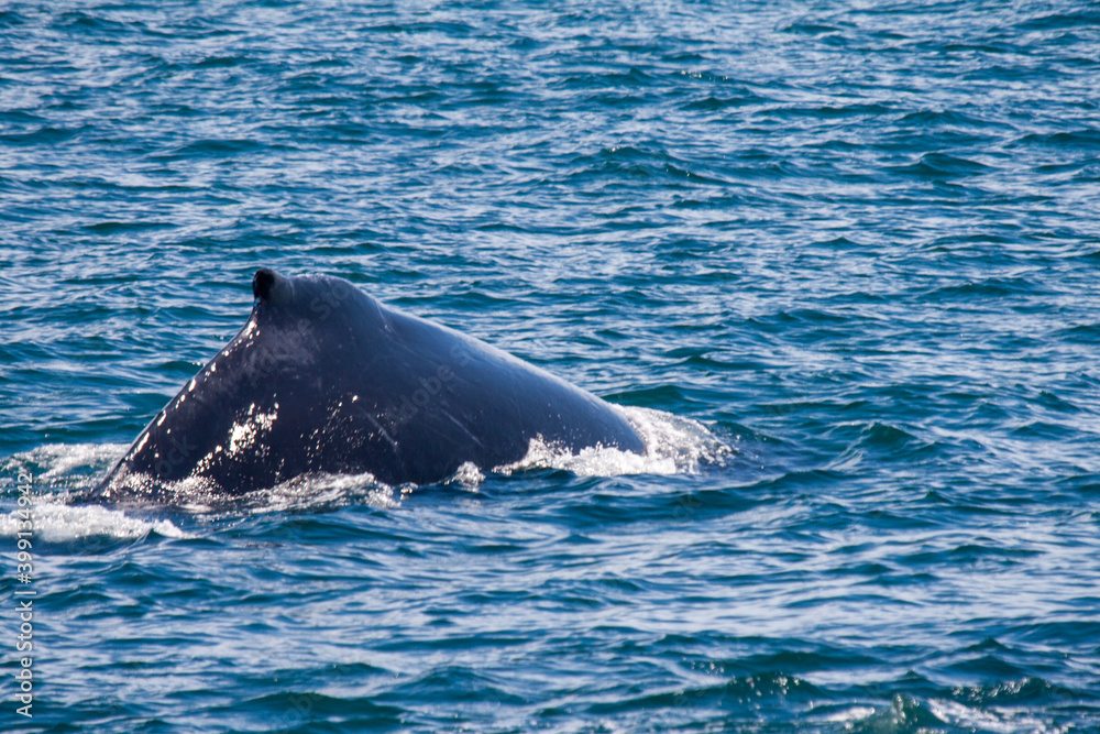 Humpback whale diving Humpback whale diving