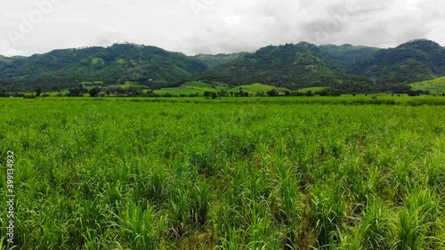 A low altitude drone footage of vast sugarcane fields from the Philippines (Bais, Negros Oriental, Central Visayas).
 photo