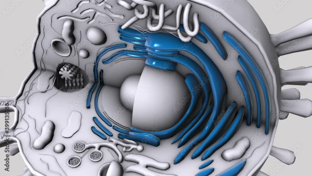 Human Cell rotation - Rough endoplasmic reticulum - 3d animation model ...