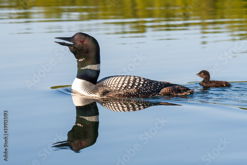 Canvastavla Common loon calling on an Alaskan pond