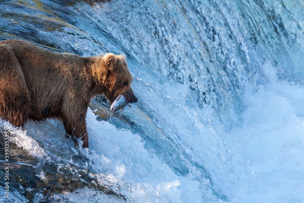 Brown Bear iwith a salmon at Brook Falls Brown Bear iwith a salmon at Brook Falls