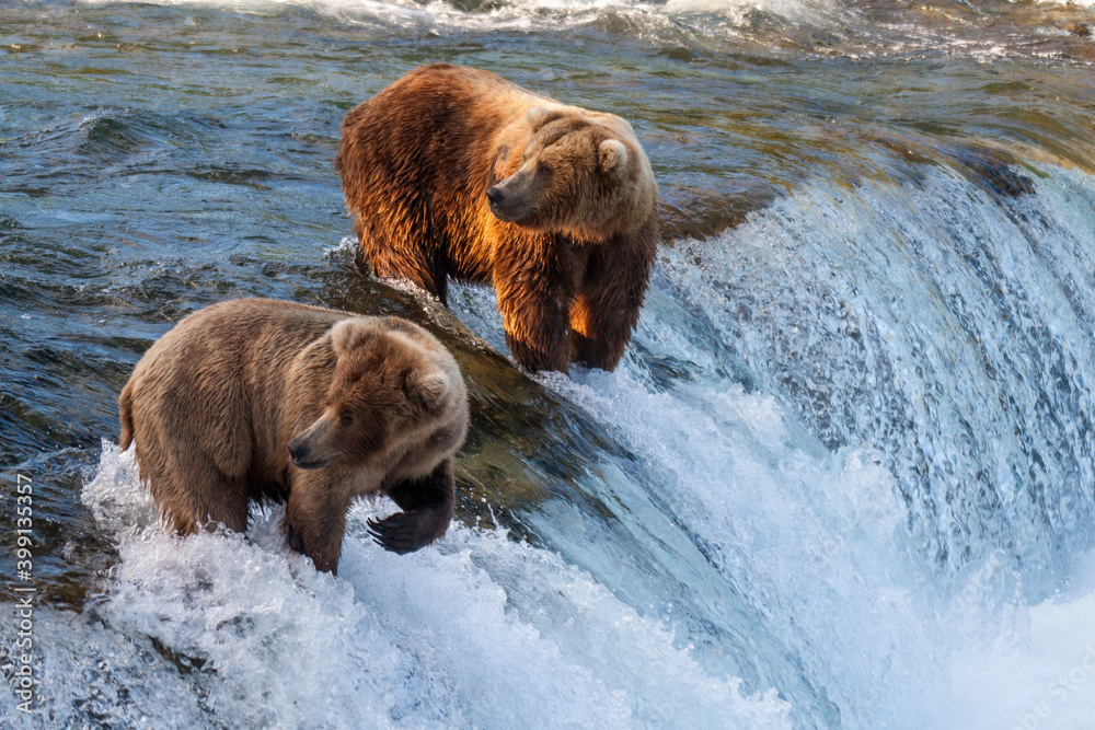 Brown Bear fishing at Brook Falls Brown Bear fishing at Brook Falls