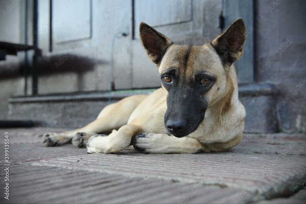 stray german shepherd dog on a city street stray german shepherd dog on a city street
