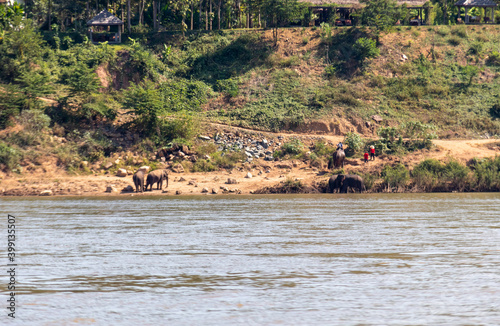 Eléphants d’Asie au bord du Mékong à Luang Prabang, Laos