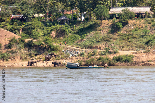 Eléphants d’Asie au bord du Mékong à Luang Prabang, Laos