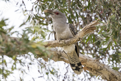 Channel-billed Cuckoo prched in tree photo