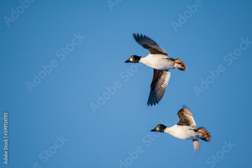 Goldeneye ducks in flight