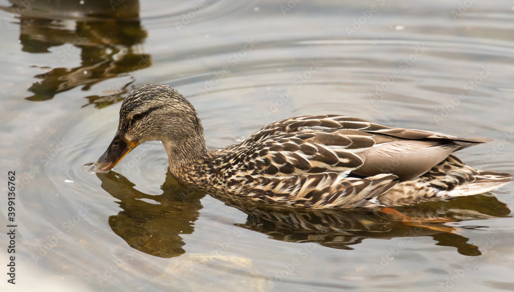 A duck in its natural environment swimming in a pond A duck in its natural environment swimming in a pond