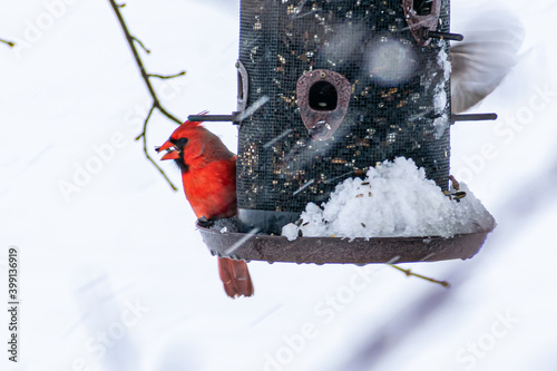 Cardinal at the birdfeeder during snowstorm