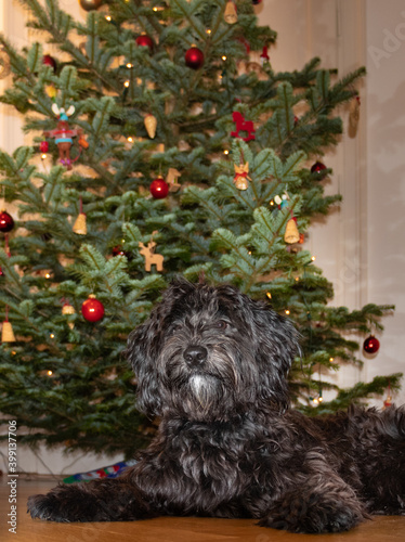 Wallpaper Mural labra doodle black dog in front of a decorated christmas tree  Torontodigital.ca