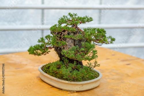 Miniature plant grown in a tray according to Japanese Bonsai traditions