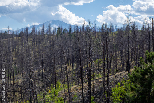 Fire affects showing blackened pine at Eleven Mile Canyon, Rocky Mountains.