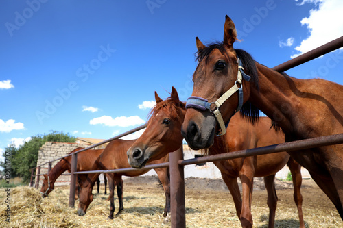 Chestnut horses at fence outdoors on sunny day. Beautiful pet
