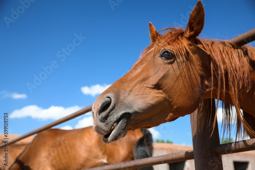 Chestnut horse at fence outdoors on sunny day  closeup. Beautiful pet