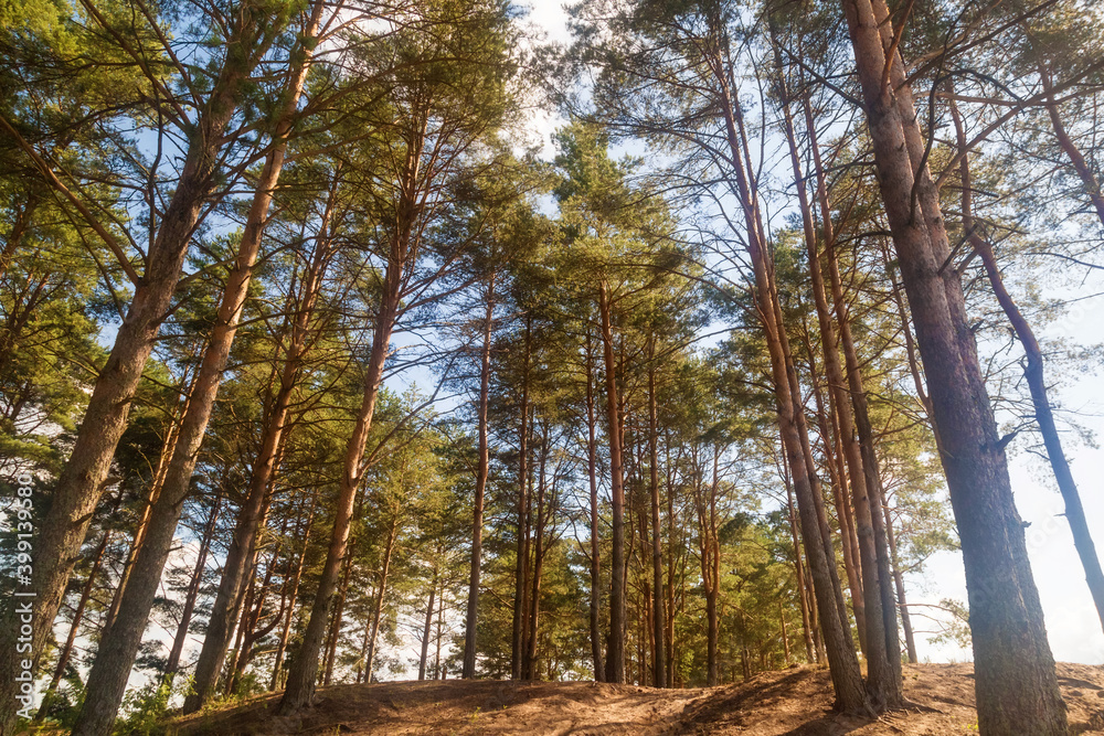 Tall pine trees in the forest on a summer sunny day against Blue Sky Tall pine trees in the forest on a summer sunny day against Blue Sky