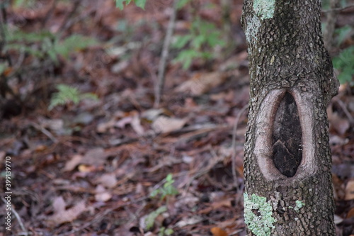 Knot in tree in the woods in South Carolina.