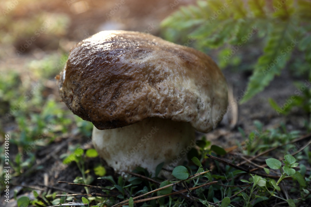 Fresh wild mushroom growing in forest, closeup view