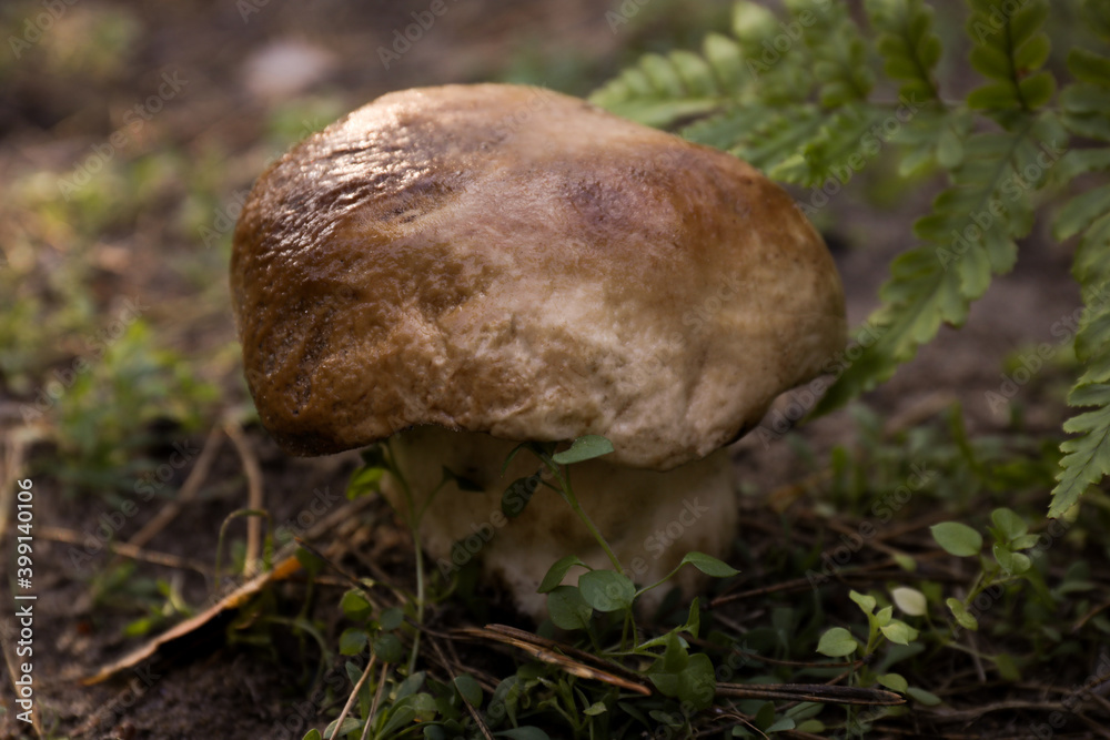 Fresh wild mushroom growing in forest, closeup view