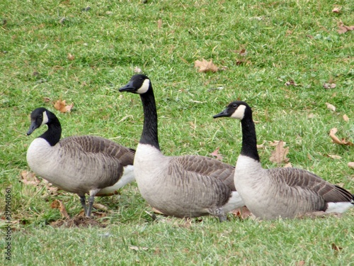 Geese on the Grass