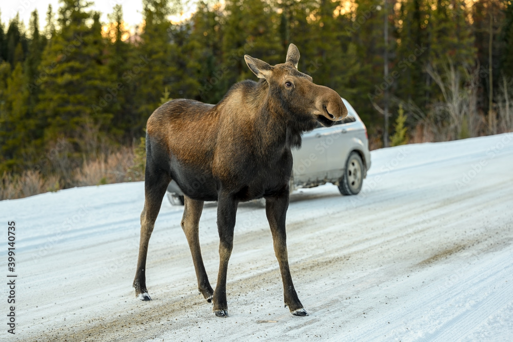 Moose (Alces alces) crossing the snowy road in Jasper National Park, Alberta, Canada Moose (Alces alces) crossing the snowy road in Jasper National Park, Alberta, Canada
