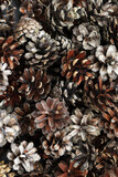 lot of natural brown pine cones