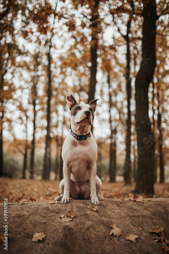 dog autumn portrait stafforshire pitbull