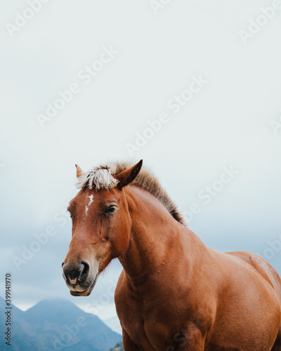 Brown horse in the mountains