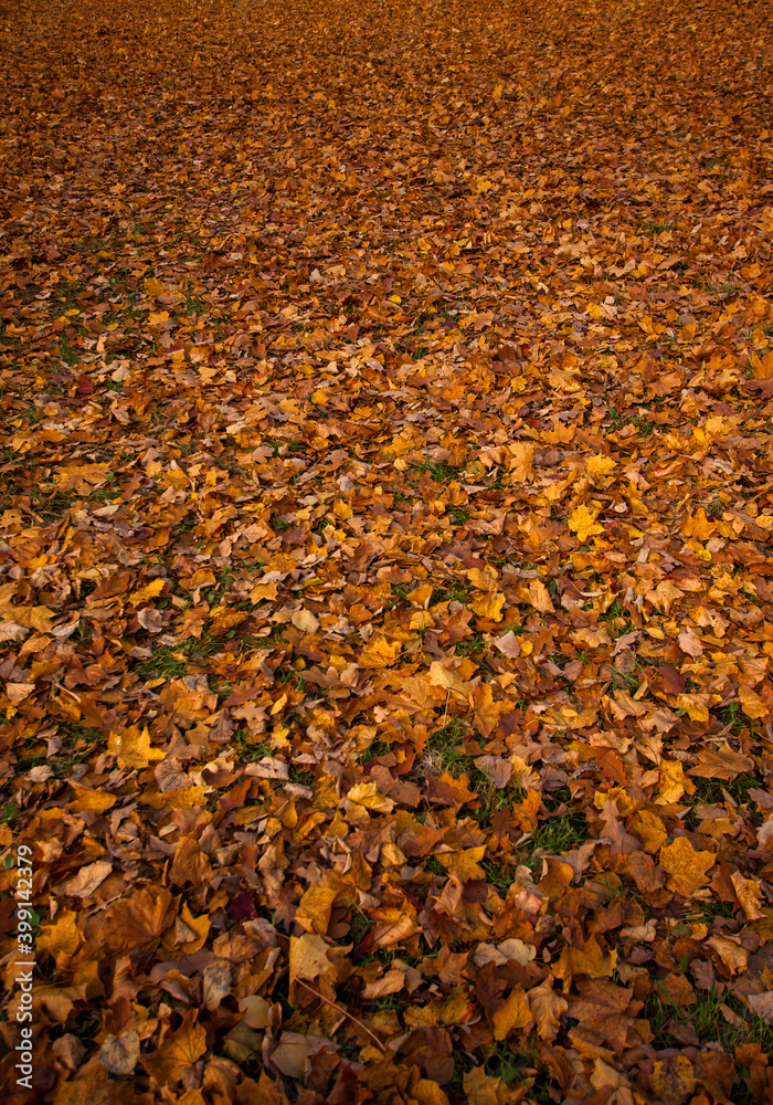Colorful autumn leaves background Colorful autumn leaves background