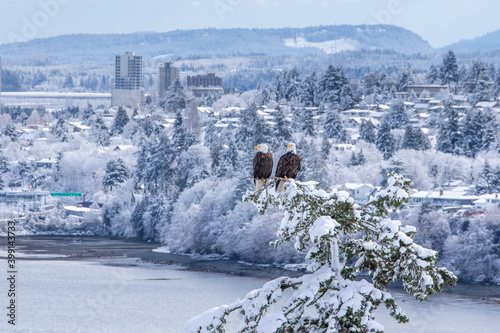 Vancouver Island Bald Eagles perched on tree in winter wonderland.