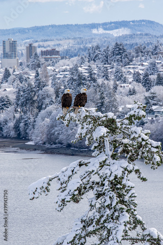 Vancouver Island Bald Eagles perched on tree in winter wonderland.