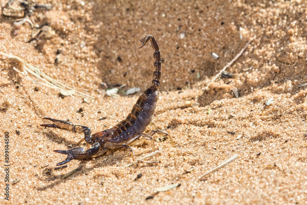 Radiant Burrower scorpion with sting extended Radiant Burrower scorpion with sting extended