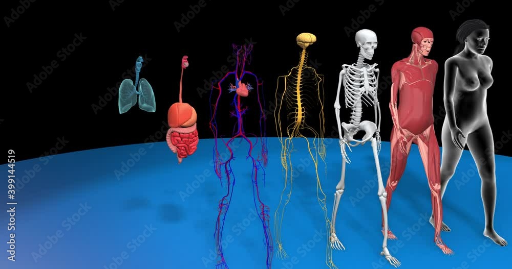 Human body systems revealing: Muscular System, Skeletal System, Cardiovascular System, Nervous System, Digestive System and Respiratory System. Anatomy 3d animation on black background, female body
