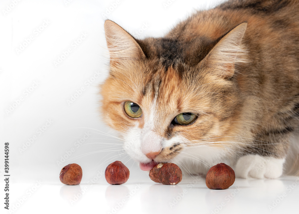 Can cats eat nuts hotsell