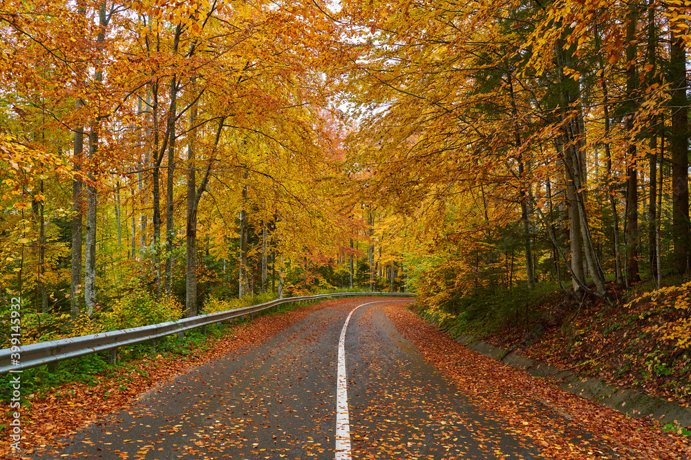 Fototapeta premium Road through autumnal forest