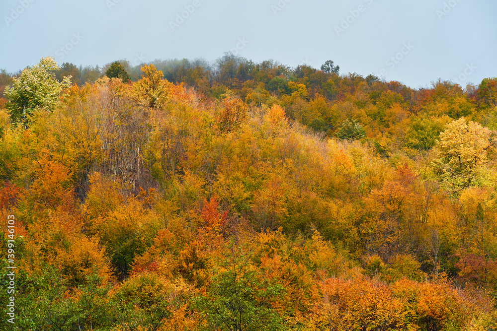 Vibrant forests on mountain