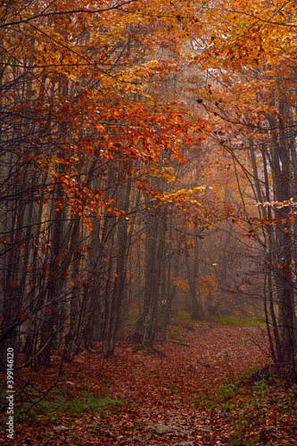 Vibrant forests on mountain