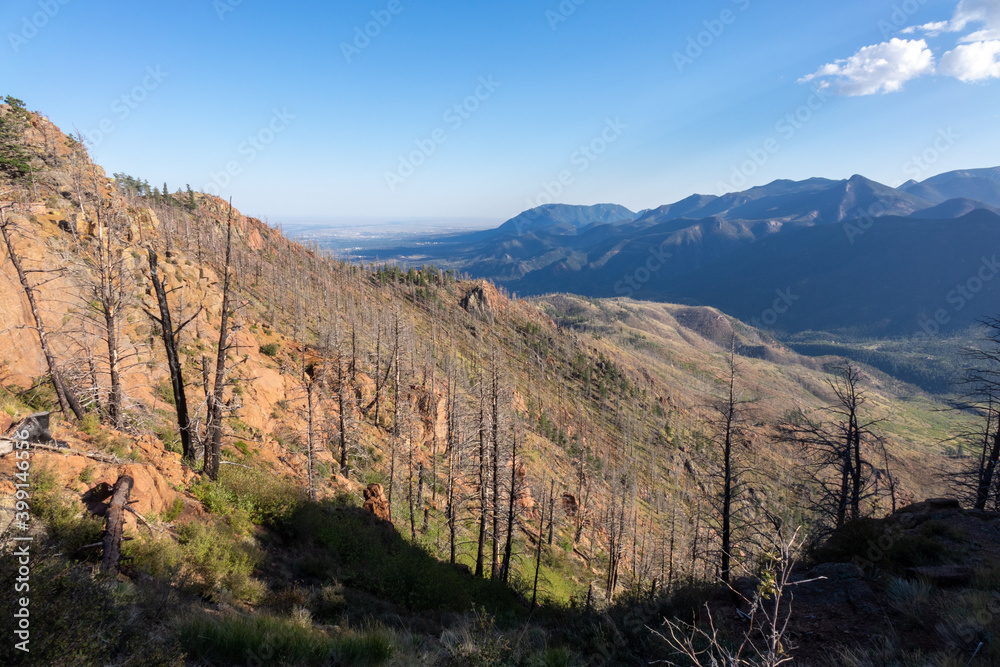 Burnt trees against mountain range in the distance.