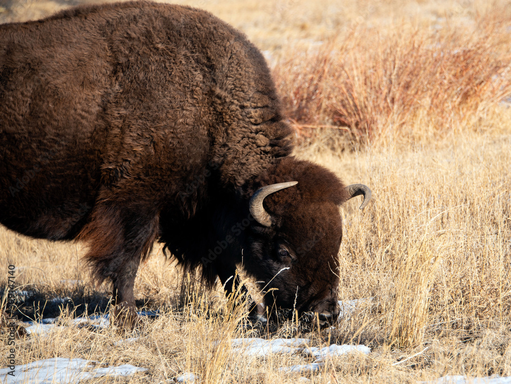 Bison also called buffalo closeup grazing in snowy meadow Bison also called buffalo closeup grazing in snowy meadow