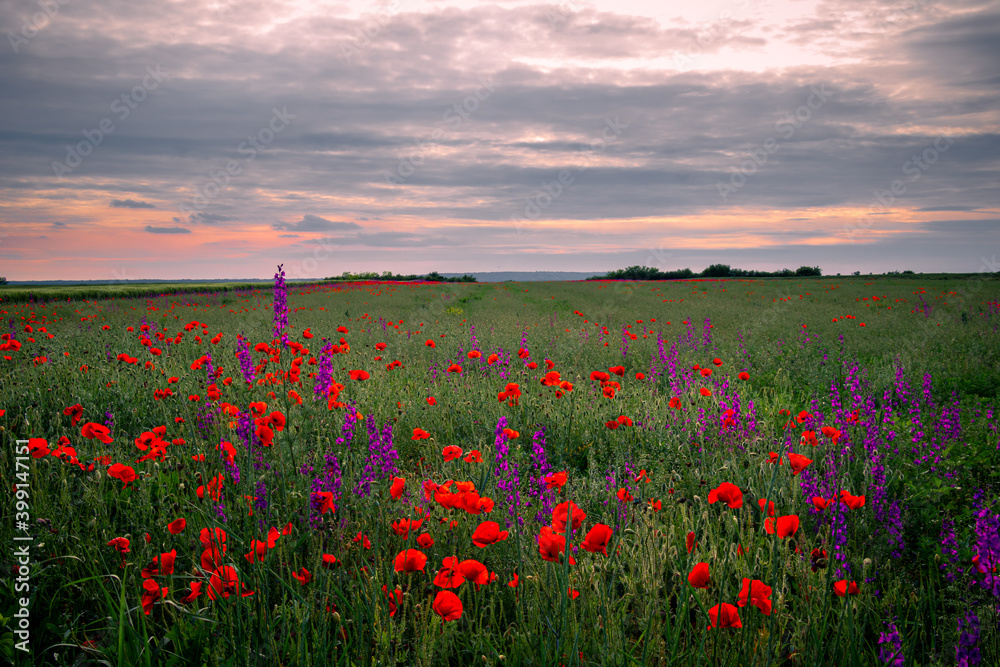 poppy field at sunset